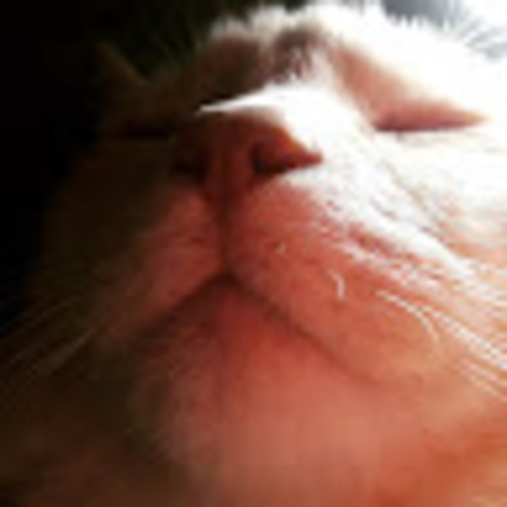 Meet your Posher, Karli